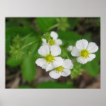Poster Flower