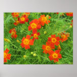 Poster Flower