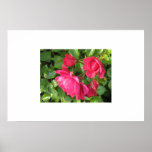 Poster Flower