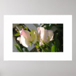 Poster Flower