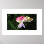 Poster Flower