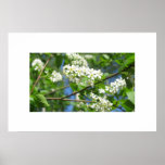Poster Flower