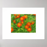 Poster Flower
