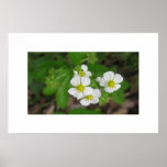 Poster Flower