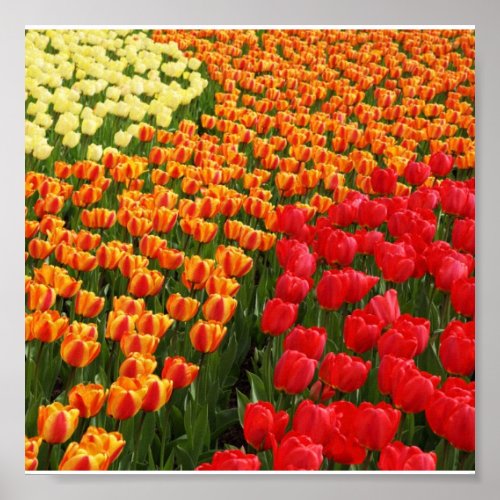 Poster-Flowers-55 print