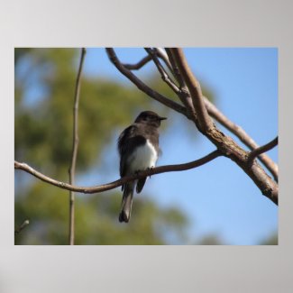 Poster - Flycatcher print