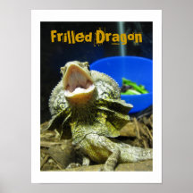 Poster Frilled del dragón