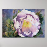 POSTER - 'Full Blown Rose'