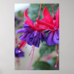 Poster - Fuschias fabuloso
