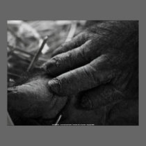 Poster "Gentle Hands" - Female ... posters