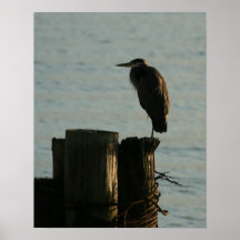 Poster:  Great Blue Heron