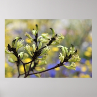 POSTER - Green Kangaroo Paw Western Australia