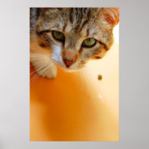poster gris del gato