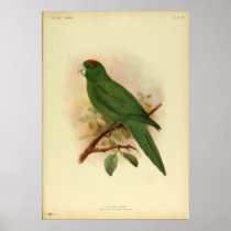 Poster Guadeloupe Parakeet Extinct 1908 Vintage