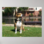 Poster - Handsome Beagle At Lake Elizabeth