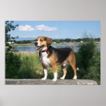 Poster Handsome Beagle By Lake - Cooper Hound