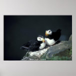 Poster / Horned Puffin Pair