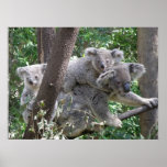 Poster Koala and Two Babies Photo Australia