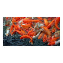 Poster - Koi Crowd posters
