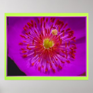 Póster - La Flor Rosa Poster