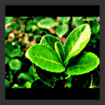Poster-Leaves Gallery-1 posters