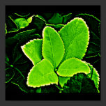 Poster-Leaves Gallery-20 posters