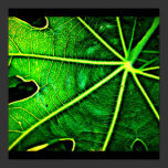 Poster-Leaves Gallery-25 posters