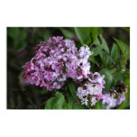 Poster, LILAC BLOSSOMS