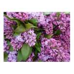 POSTER -  Lilacs in Spring- France posters