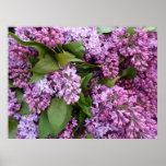 POSTER - Lilacs in Spring- France posters