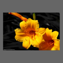 Poster Lilies - Cape Fear, North Carolina -... posters