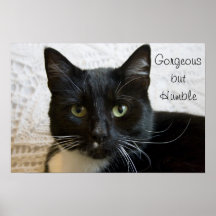Poster: Lilly the Cat