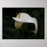 Poster, lirio