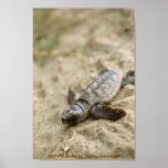 Poster / Loggerhead Sea Turtle Hatchling