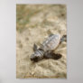 Poster / Loggerhead Sea Turtle Hatchling