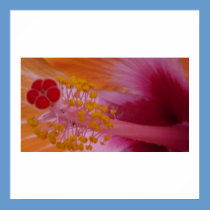 Poster - Macro photo flower posters