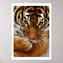 Poster malayo del tigre #1