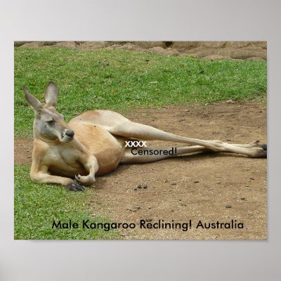 kangaroos in australia. Poster Male Kangaroo Reclining