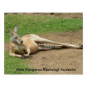 Poster Male Kangaroo Reclining! Australia posters