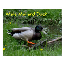 Poster: Male Mallard Duck