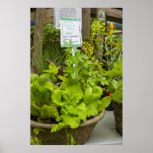Poster:  Mixed Salad Bowl