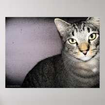 Poster modesto y poco impresionado del gato de Tom