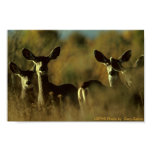 Poster / Mule Deer Herd