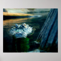 POSTER  North American Alligator - North Caro...