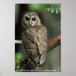 Poster /  Northern Spotted Owl