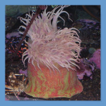 Poster - Ocean Garden posters