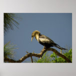 Poster of a Buff and Black Female Anhinga posters