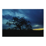 Poster of oak at sunset