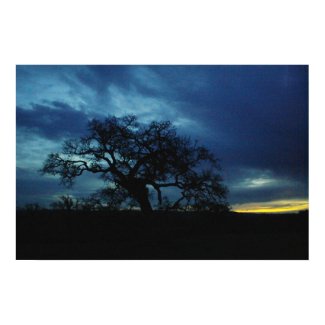 Poster of oak at sunset print