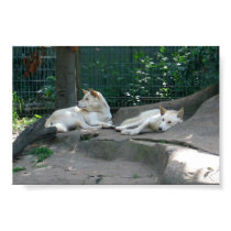 Poster Of Two Australian White  Dingos Photograph